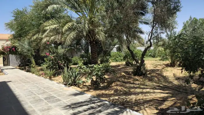 للإيجار اليومي مزرعة و اسطبل ببريدة 2