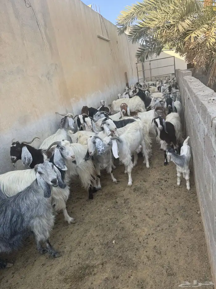 ابو تركي موجود بالمزرعة بالخرج ويستقبلكم للشراء حياكم 1