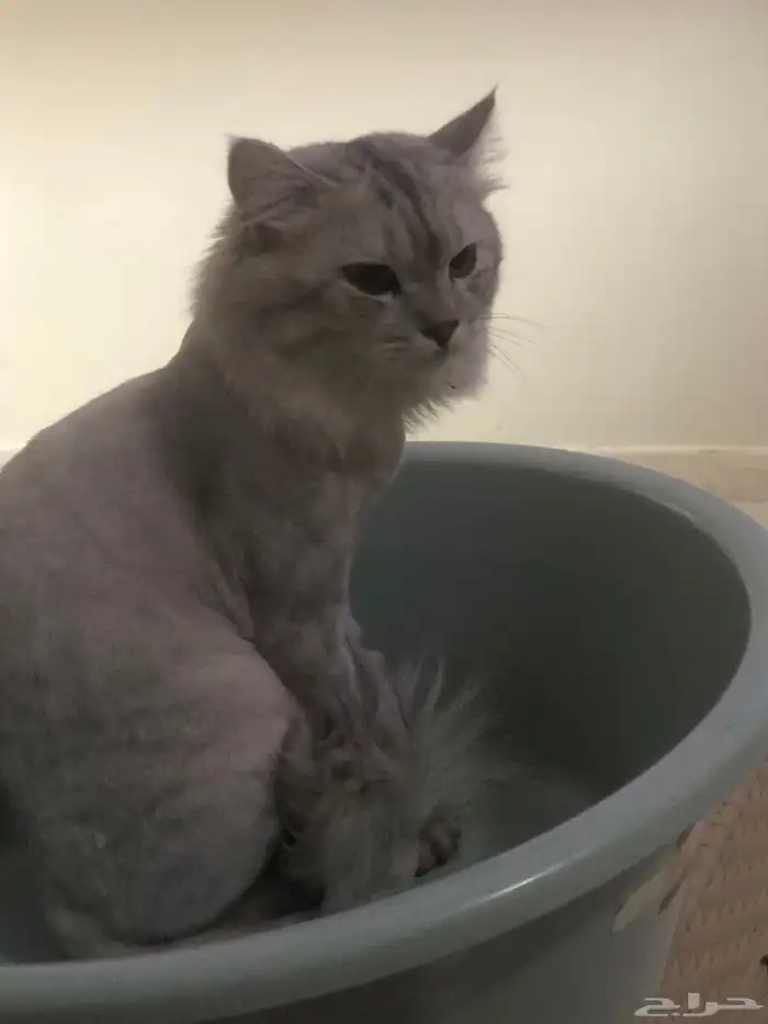 قط ذكر للتبني ويريد التزواج من يحتاج فليتواصل معي 0