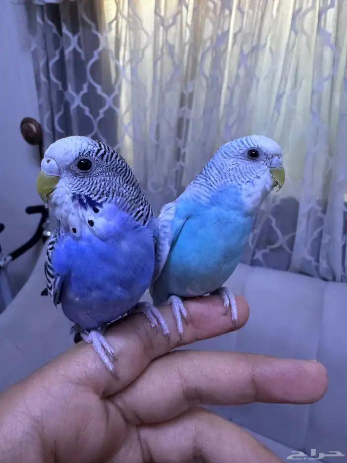 طيور حب اليفه ومعها ملحقاتها بتم صحه 0