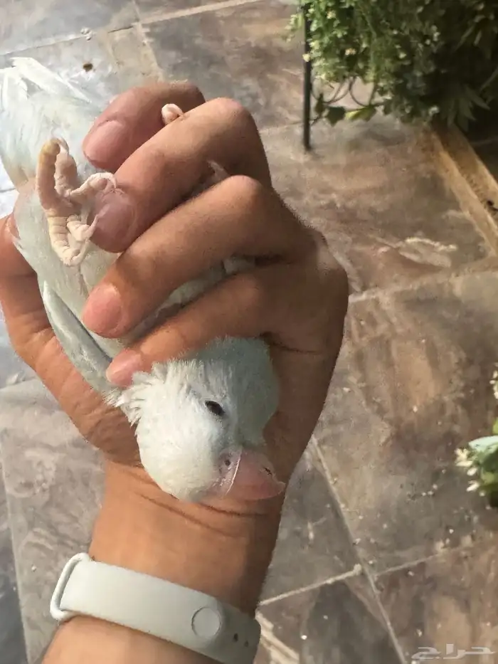 درة وايت هد وايت تيل 8