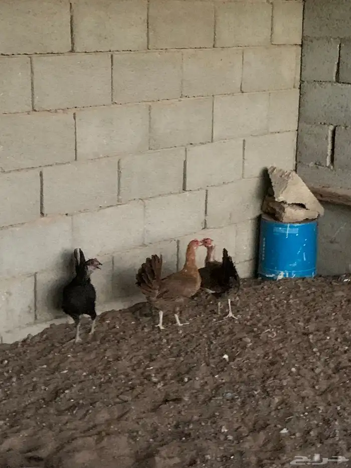 دجاج بلدي 9