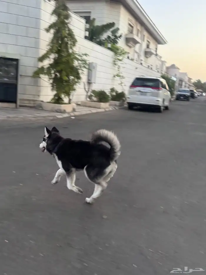 كلب هاسكي صغير مدرب 0