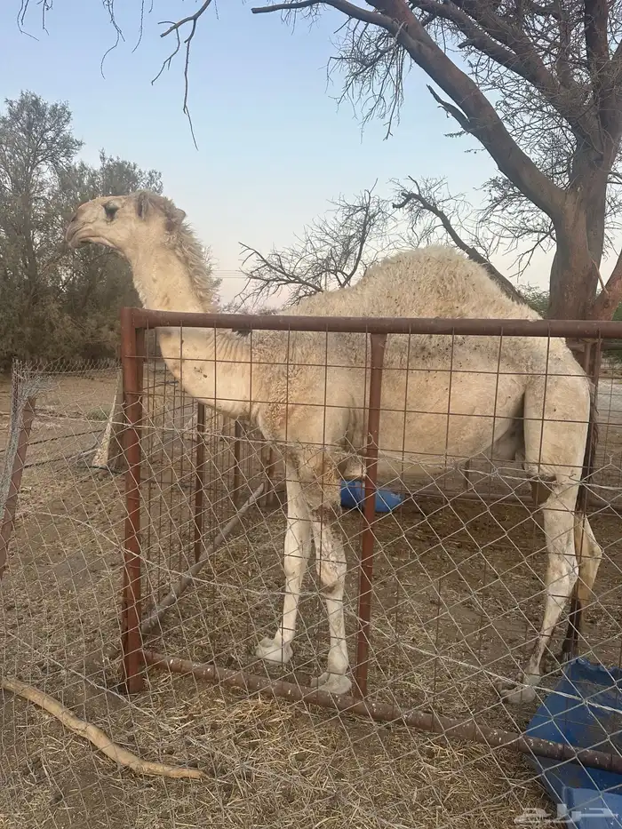قعود حق للبيع طيب 0