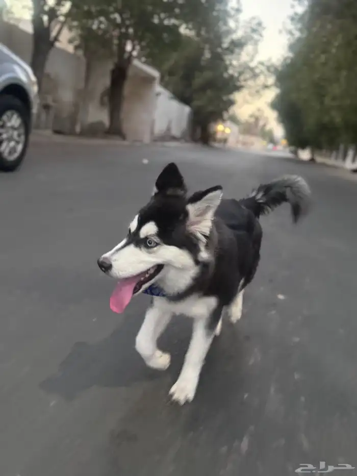 كلب هاسكي صغير مدرب 4