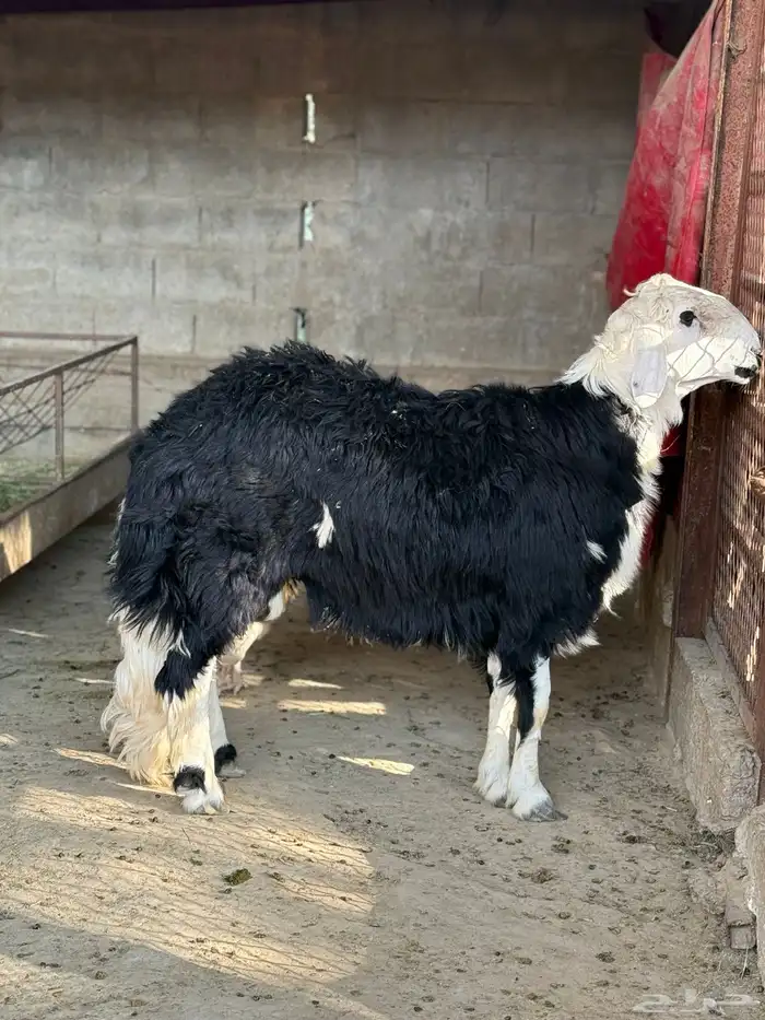 للبيع طلي فحل نجدي 6