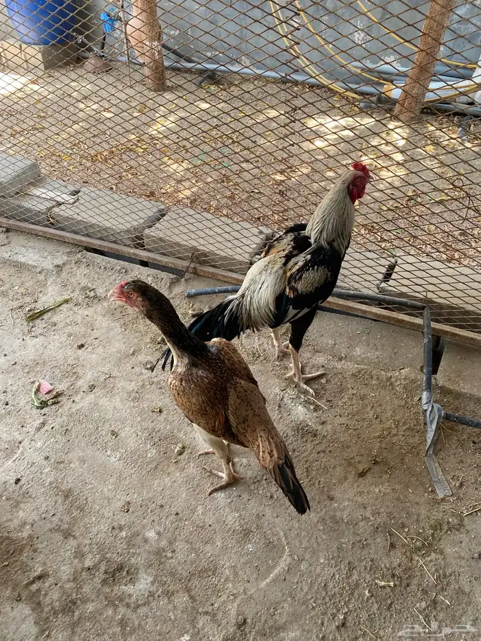 دجاج 0