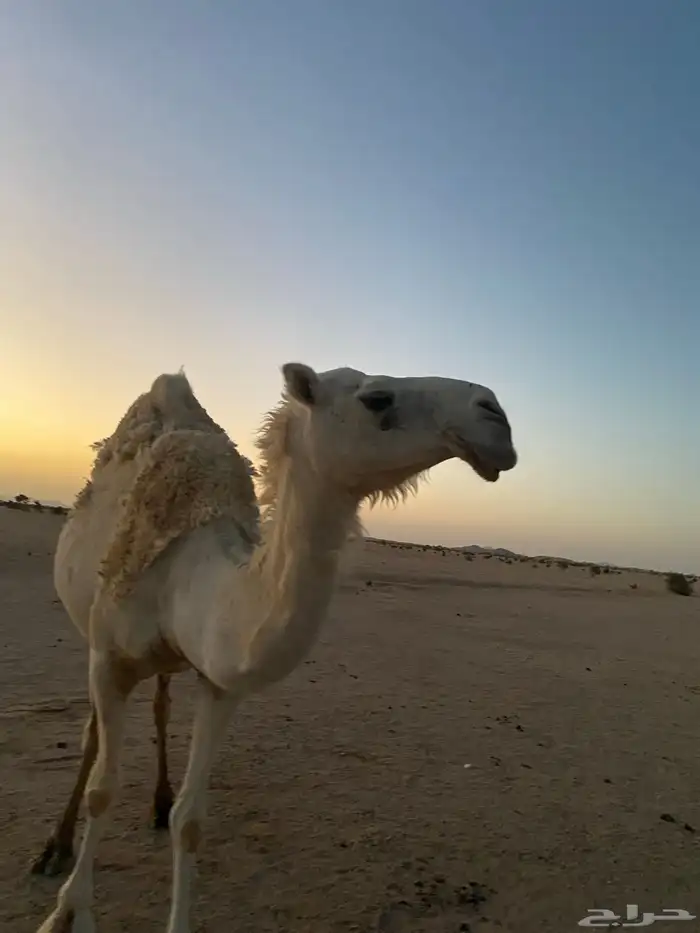 ناقه وضحا كفو للبيع 2