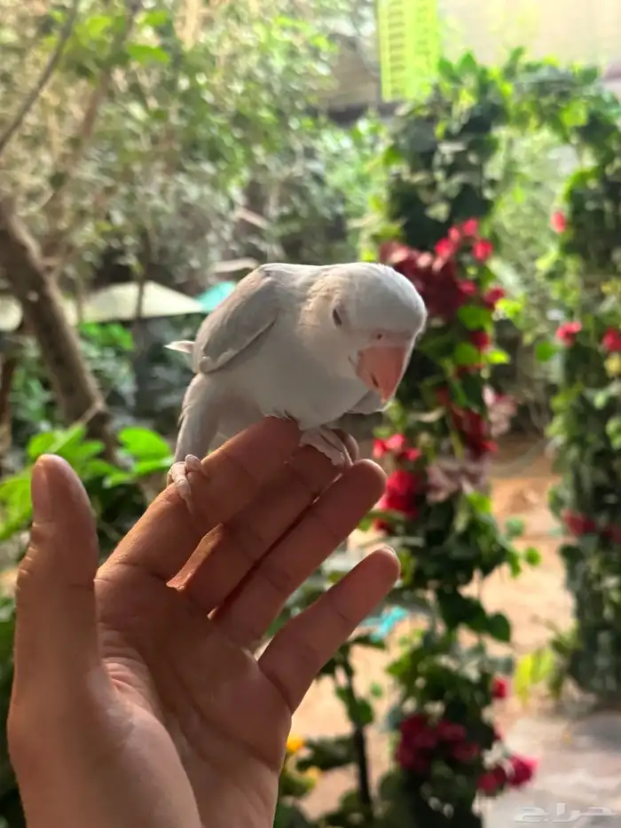 درة وايت هد وايت تيل 5