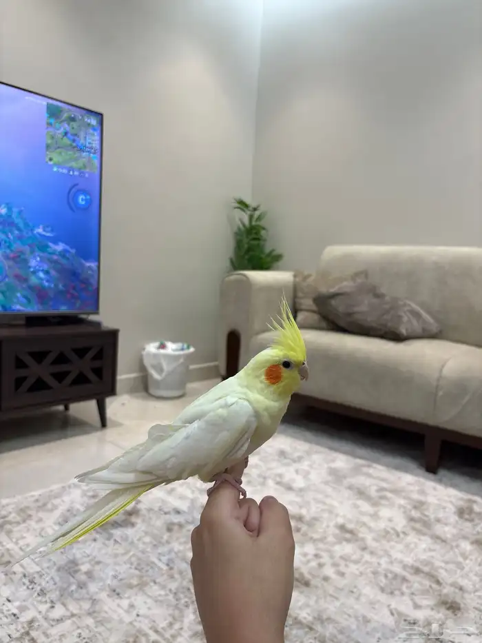 ببغاء زوج كروان كوكتيل 1