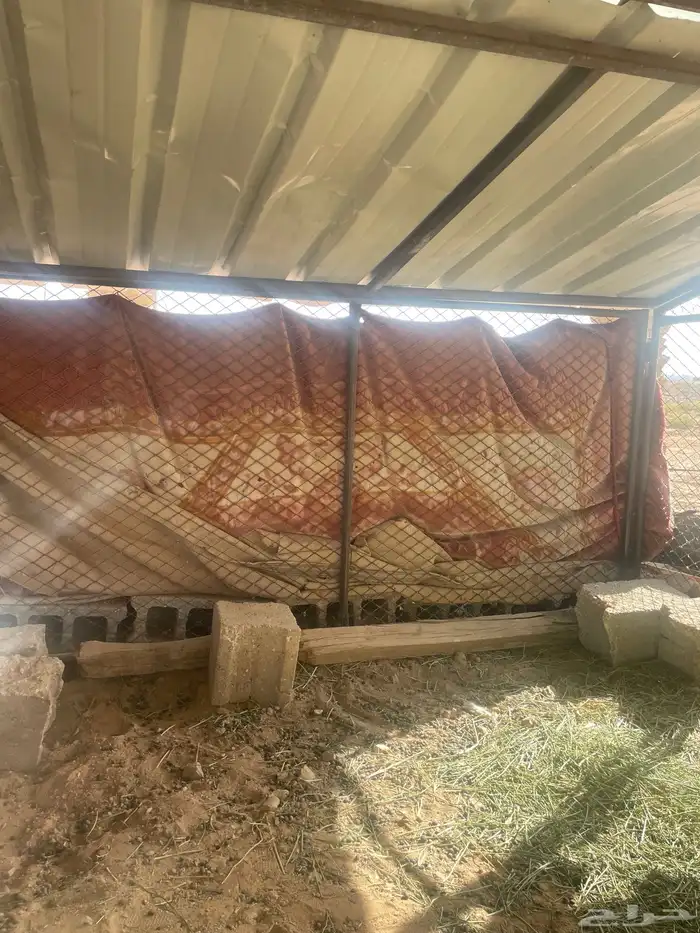 شبكين مترين ونص في واحد ونص الطول متر الموقع جنوب القصيم 0
