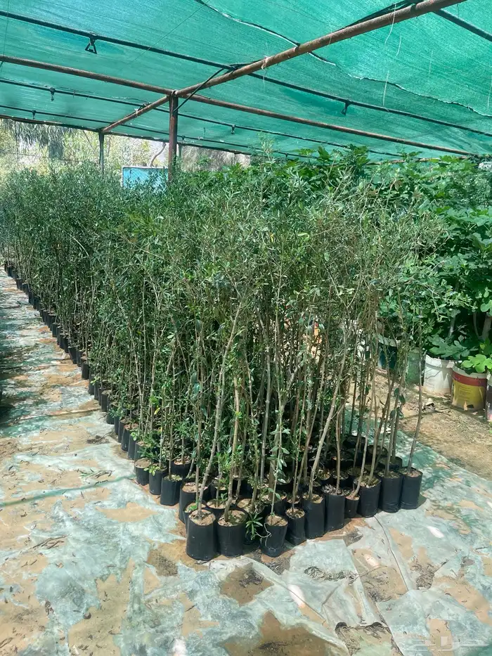 اشجار زيتون مثمرة وشتلات صغيره 2