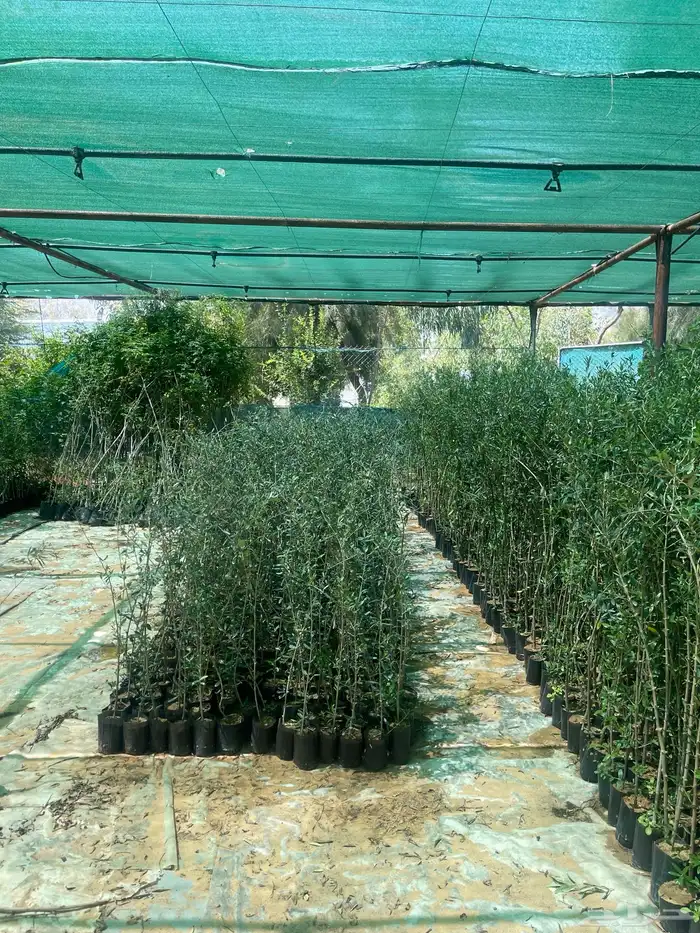 اشجار زيتون مثمرة وشتلات صغيره 3