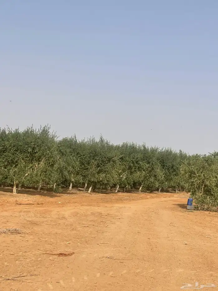 اشجار زيتون مثمرة وشتلات صغيره 16