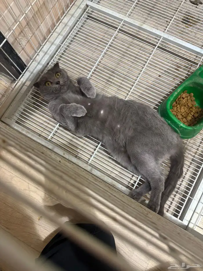 قطط 0