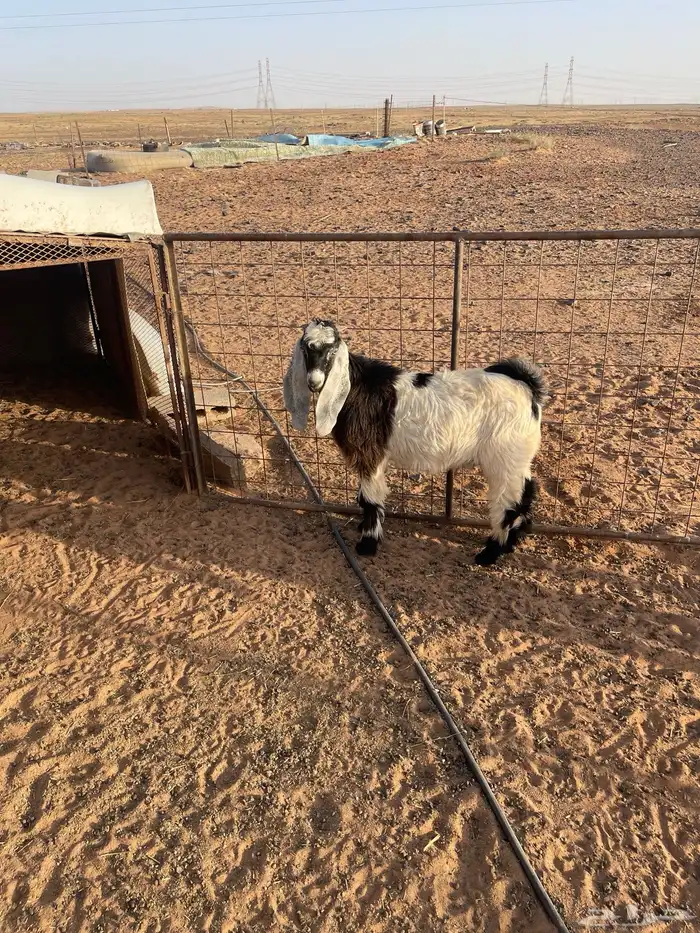 البيع تيس 1