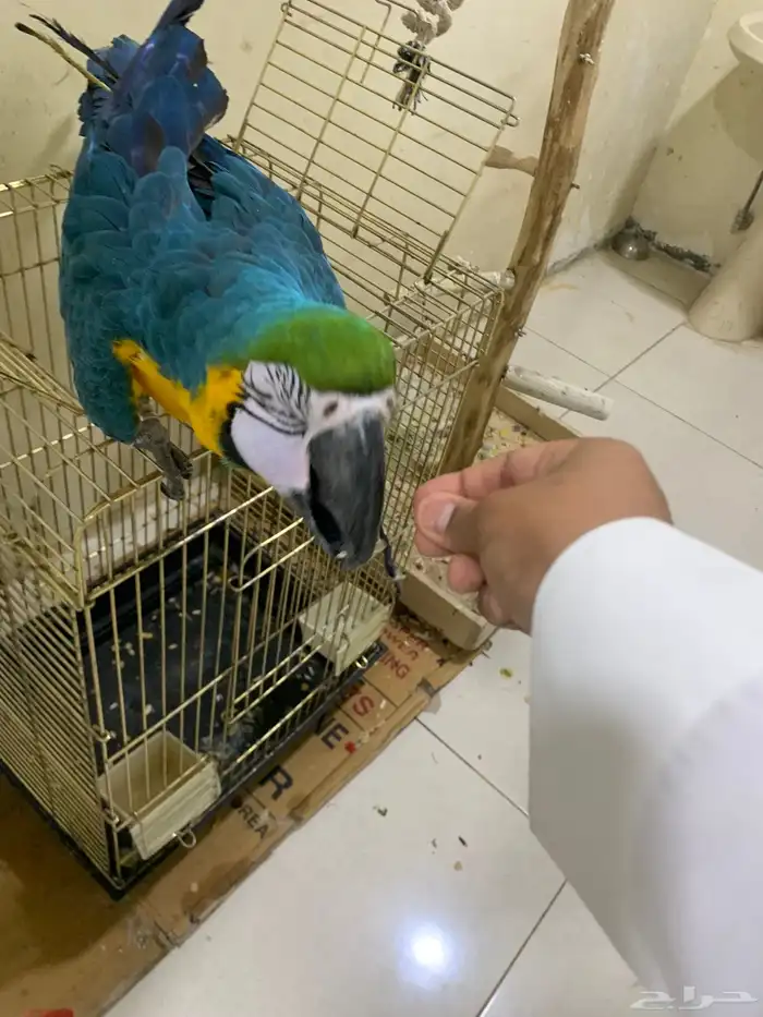 للبيع ببغا مكاو على السوم متحدث بعض الكلامات وسهل التدريب 21