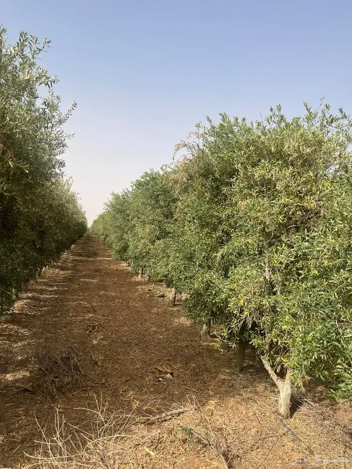 اشجار زيتون مثمرة وشتلات صغيره 14