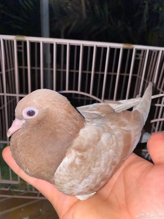 صنعاوي 2