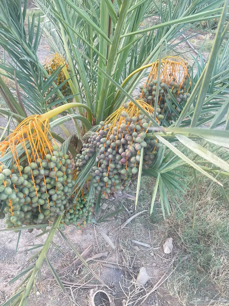 صيف نخل 0