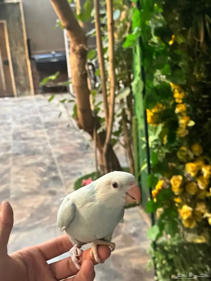 درة وايت هد وايت تيل 9