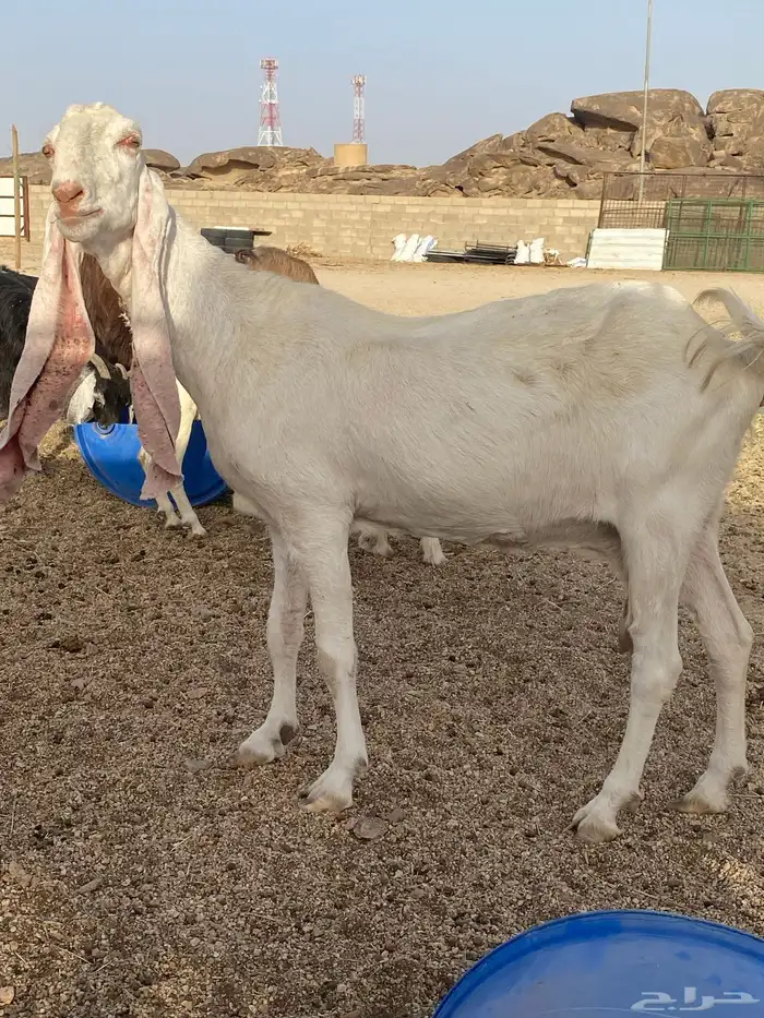 عنز هولنديه طيبه سنها تامه شبب سنونها قويه 2