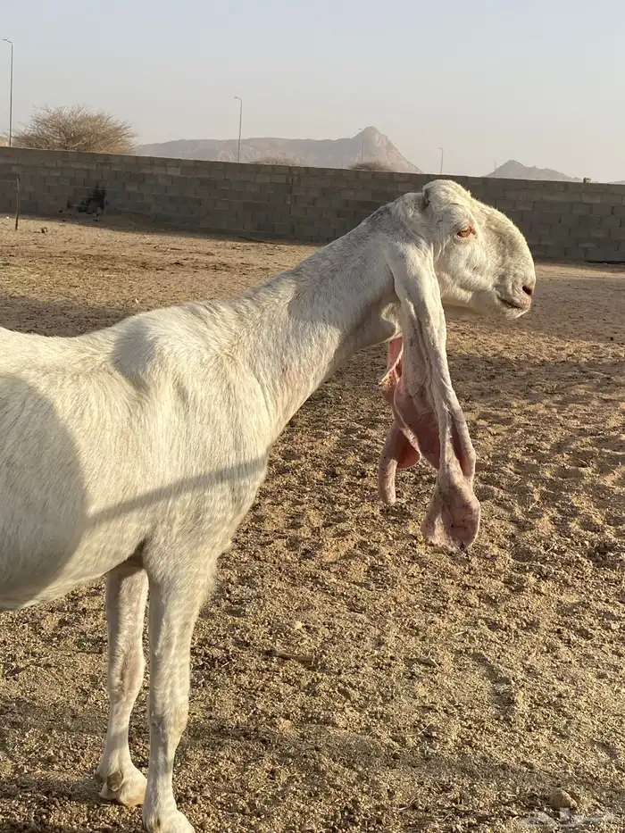 عنز هولنديه طيبه سنها تامه شبب سنونها قويه 8