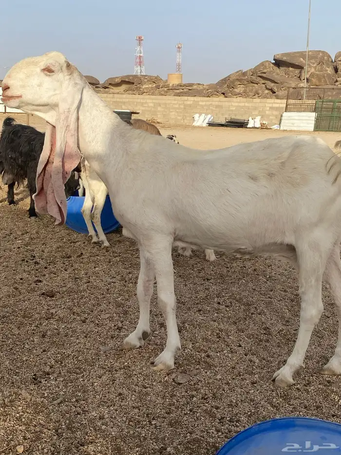 عنز هولنديه طيبه سنها تامه شبب سنونها قويه 1
