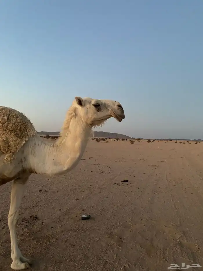 ناقه وضحا كفو للبيع 3