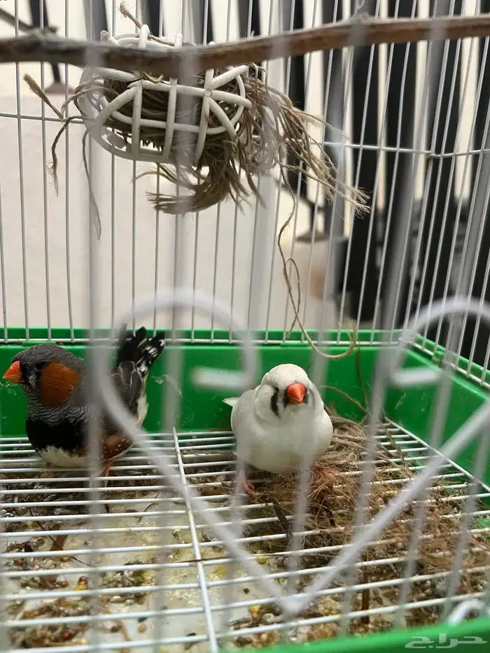 طيور زيبرا تم البيع 4