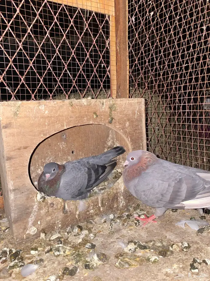جوز صنعاوي 1
