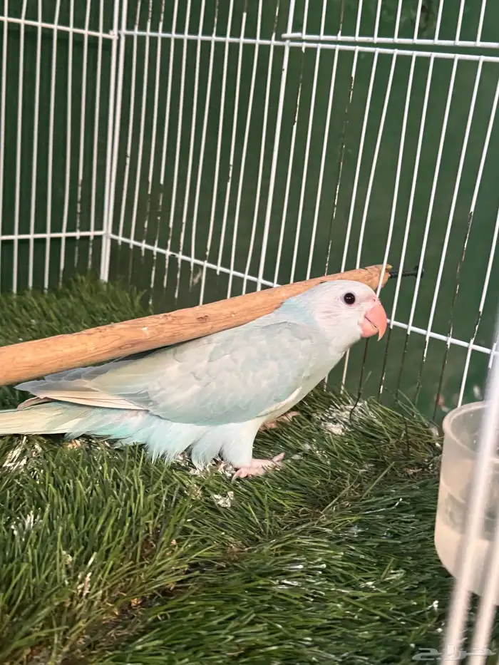 درة وايت هد وايت تيل 10