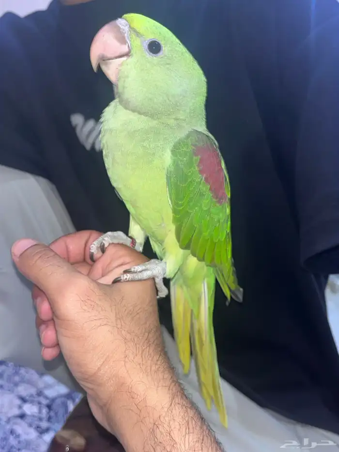 دره نيبالي 4