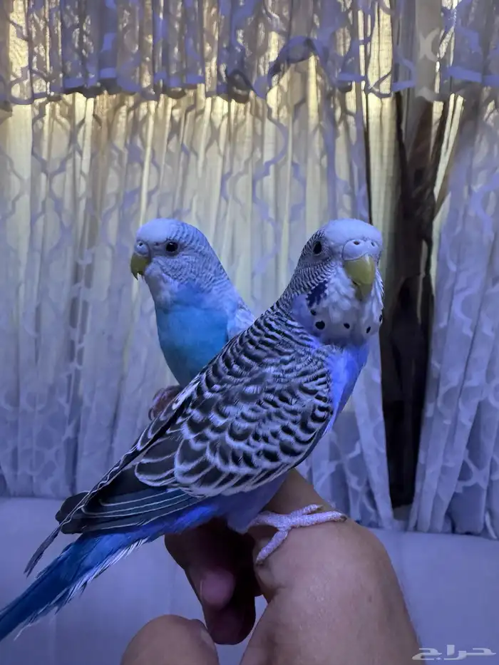 طيور حب اليفه ومعها ملحقاتها بتم صحه 2