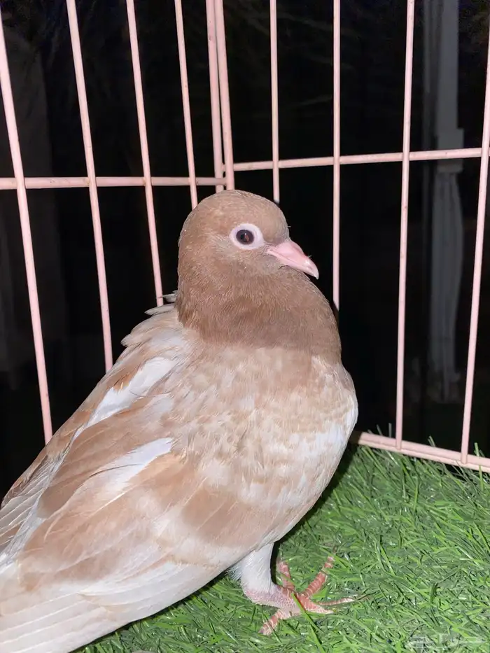 صنعاوي 6