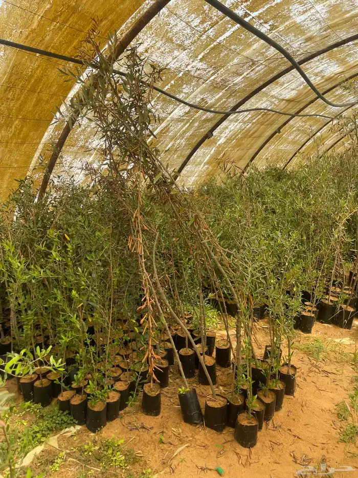 اشجار زيتون مثمرة وشتلات صغيره 5