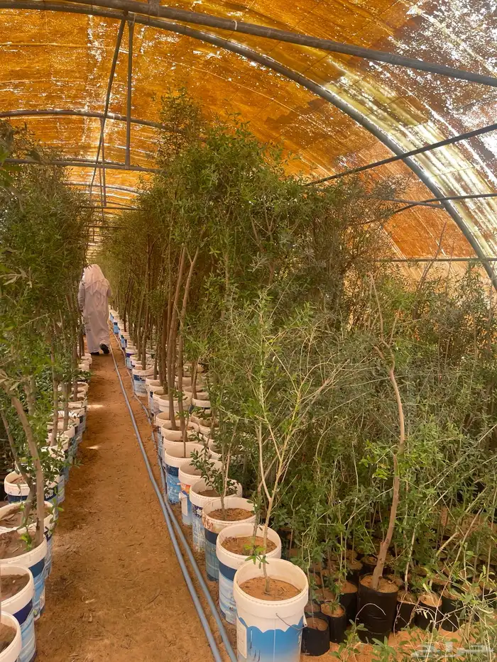 اشجار زيتون مثمرة وشتلات صغيره 1