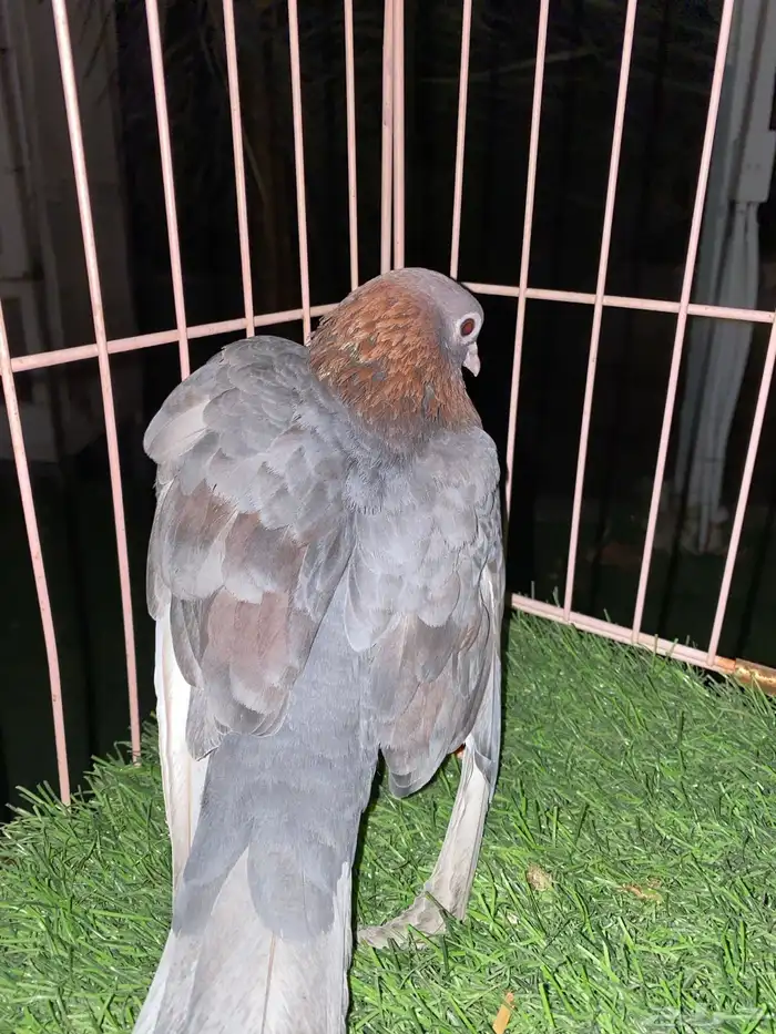 فحل صنعاوي 5