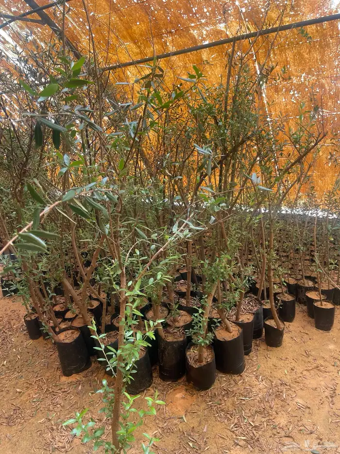 اشجار زيتون مثمرة وشتلات صغيره 7