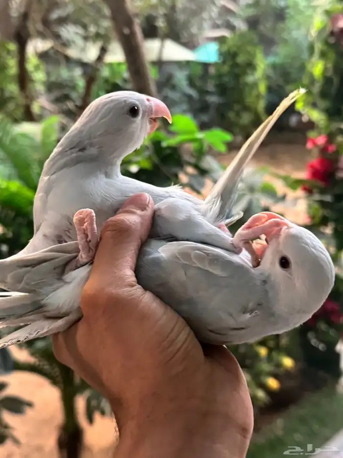 درة وايت هد وايت تيل 1