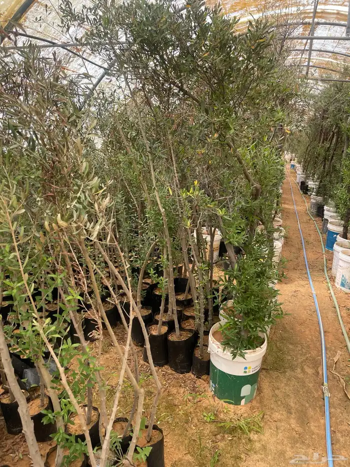 اشجار زيتون مثمرة وشتلات صغيره 8