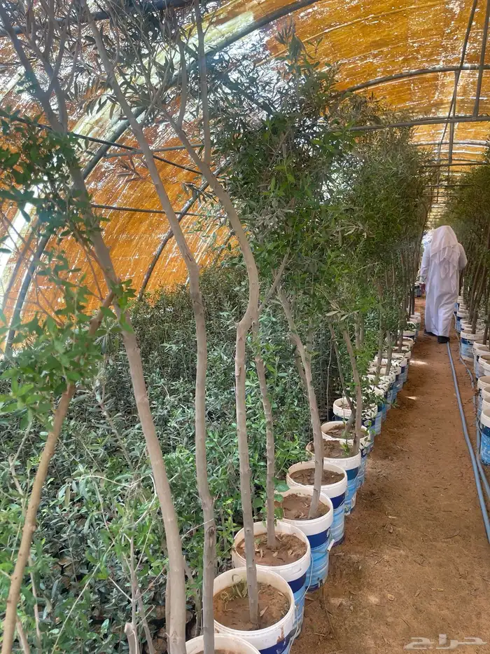 اشجار زيتون مثمرة وشتلات صغيره 0