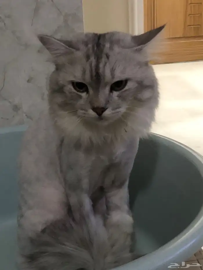 قط ذكر للتبني ويريد التزواج من يحتاج فليتواصل معي 1