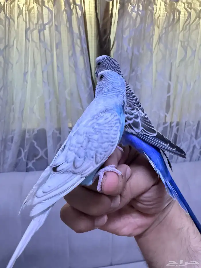 طيور حب اليفه ومعها ملحقاتها بتم صحه 1