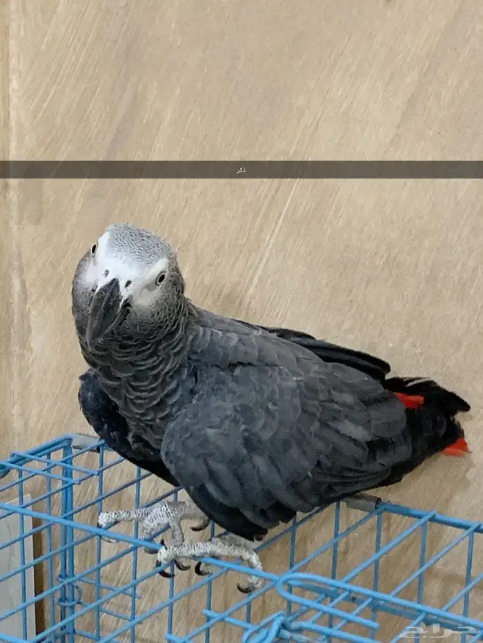 للبيع جوز كاسكو 0