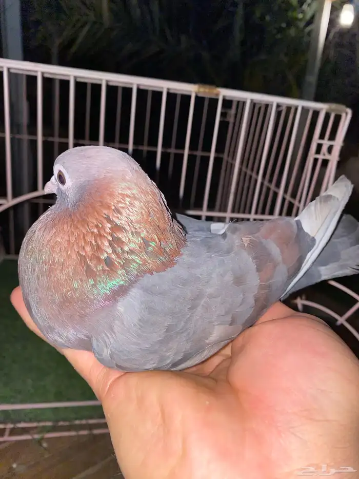 فحل صنعاوي 1