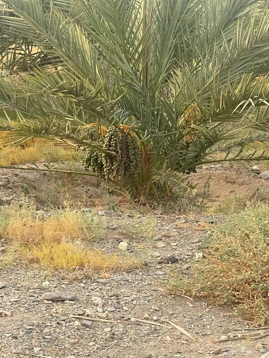 صيف نخل 3