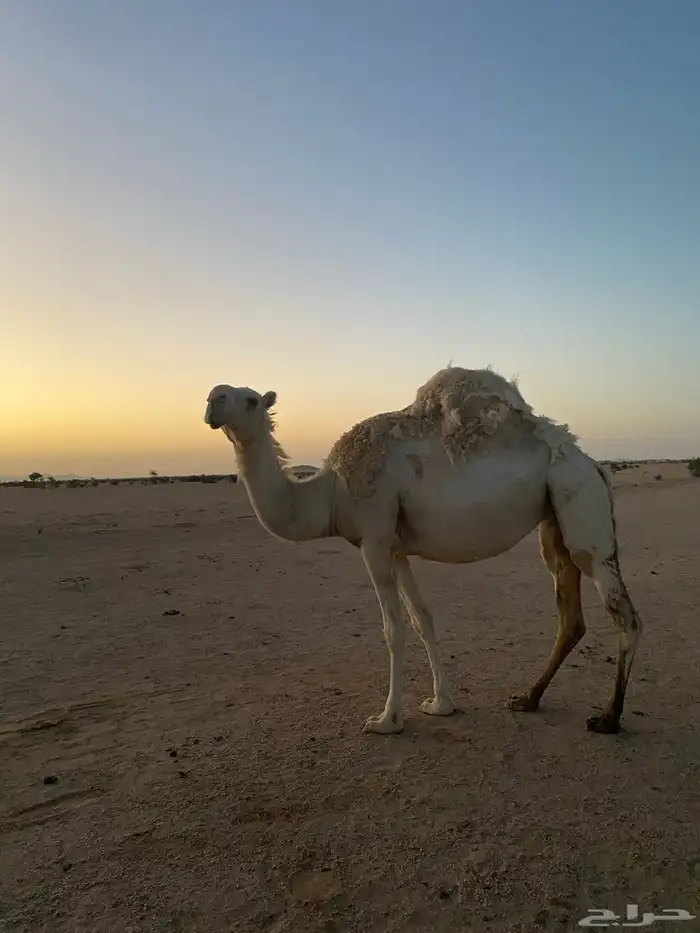 ناقه وضحا كفو للبيع 1