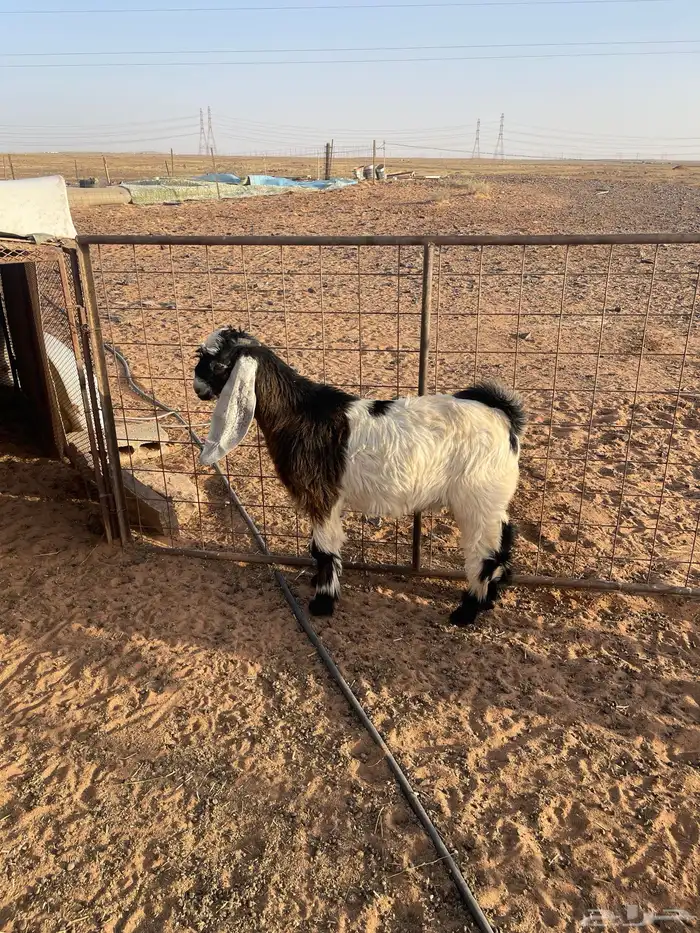 البيع تيس 0
