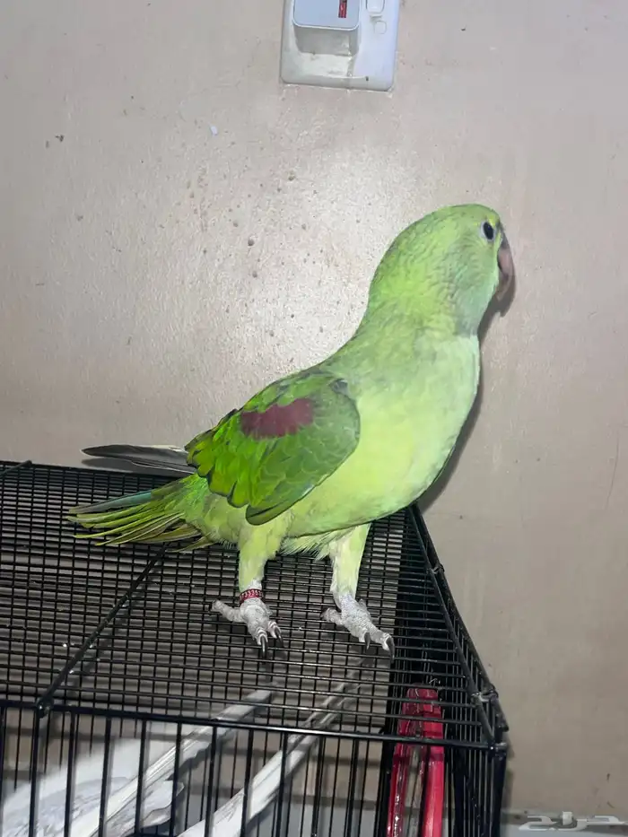 دره نيبالي 0